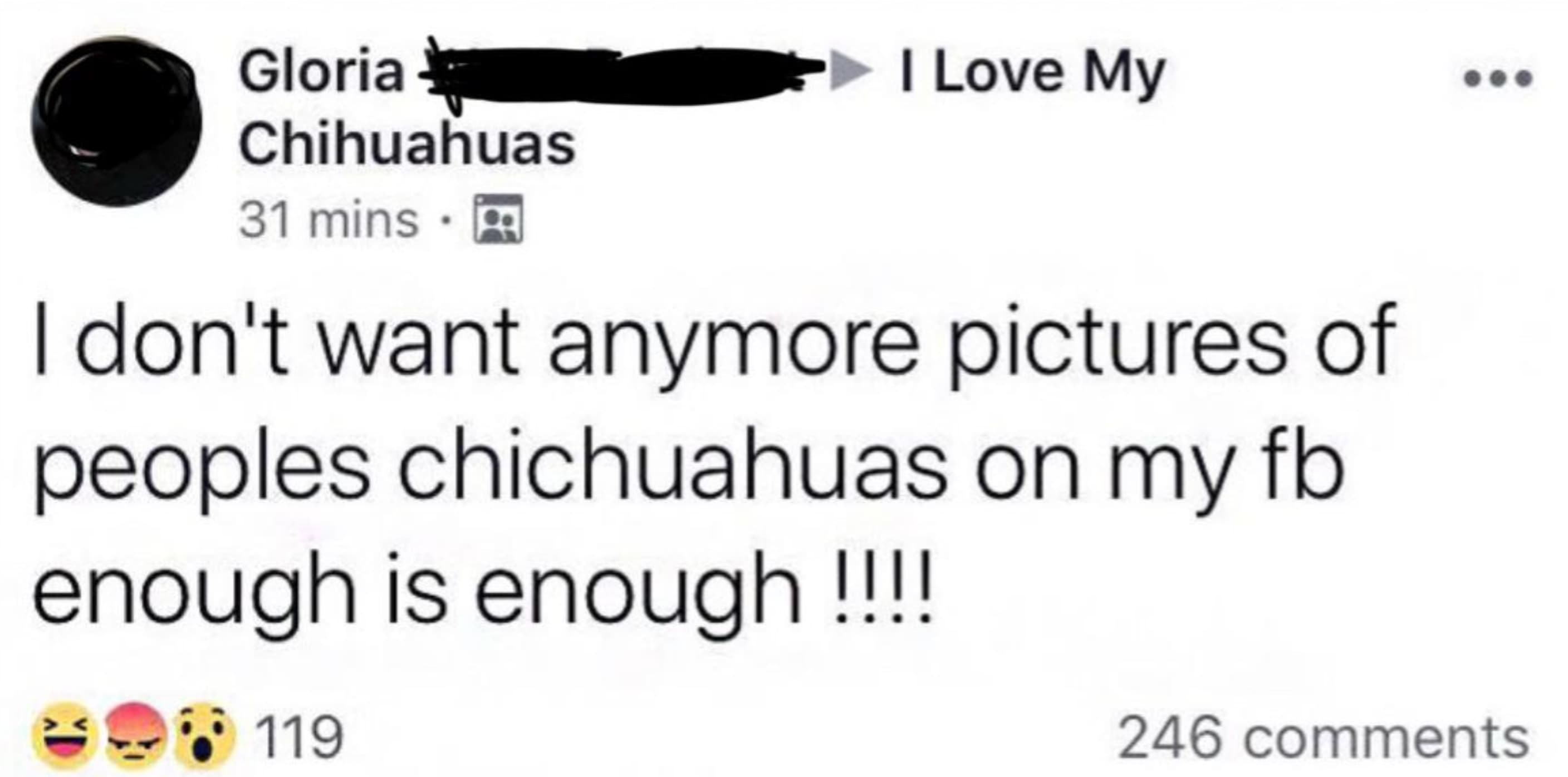 screenshot - Gloria Chihuahuas 31 mins. I Love My I don't want anymore pictures of peoples chichuahuas on my fb enough is enough!!!! 119 246